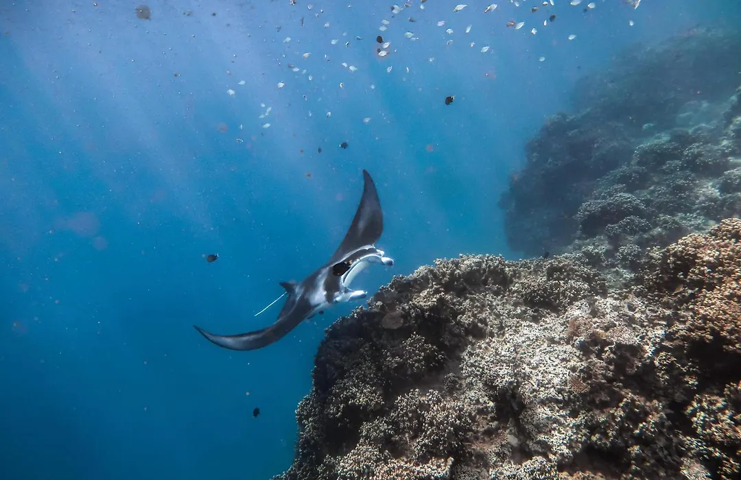 Conrad Bora Bora Nui-1